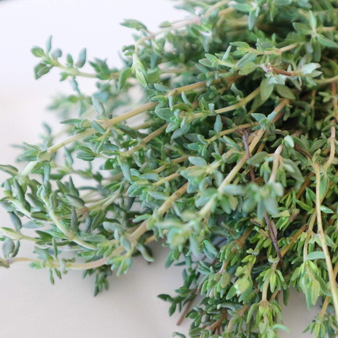Thyme Seed - English, ORGANIC - Sow True Seed