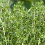 Thyme Seed - English, ORGANIC - Sow True Seed