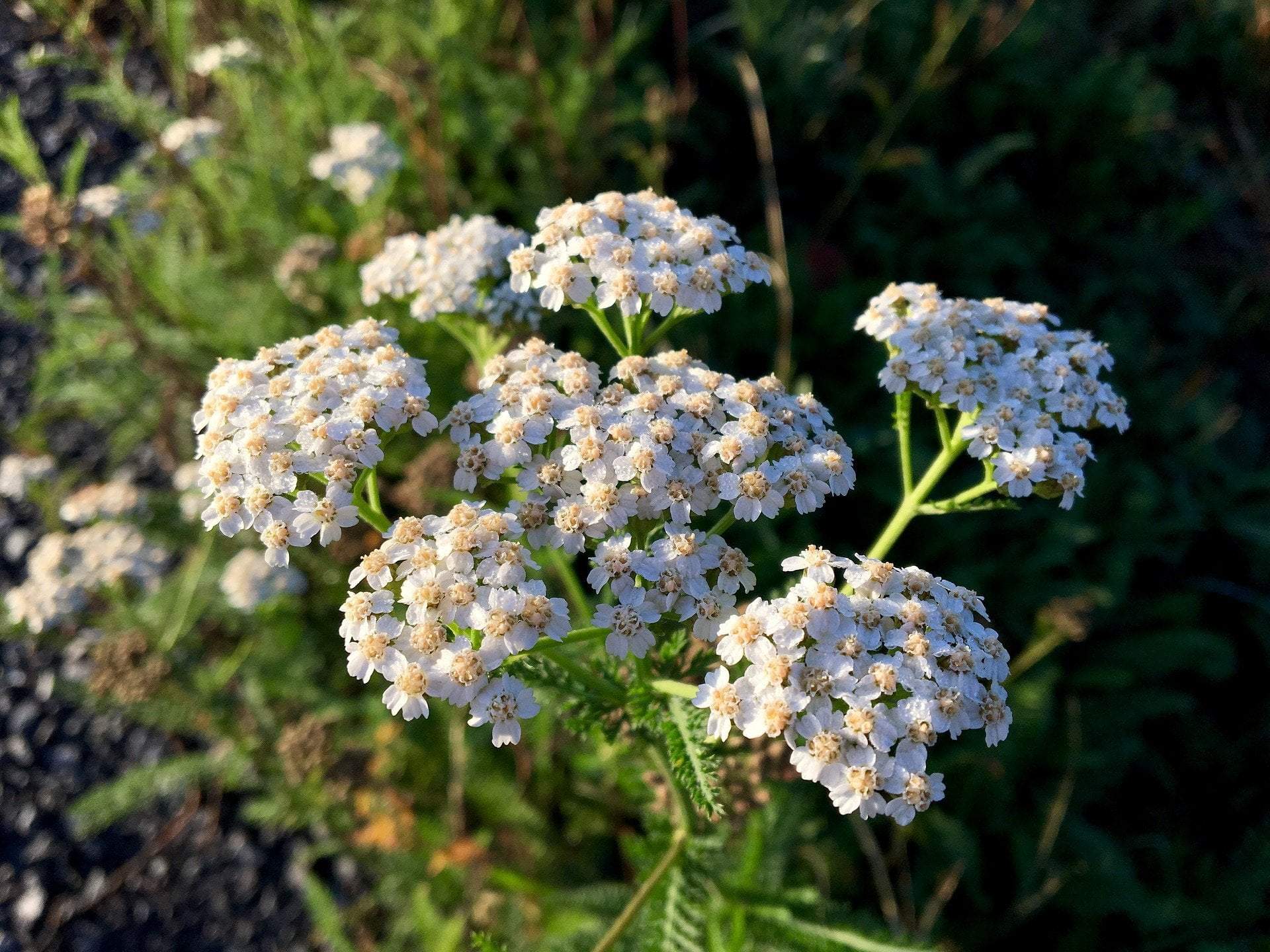 White Yarrow Seeds | Sow True Seed | Open-Pollinated 