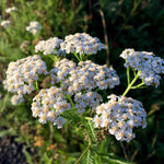 White Yarrow Seeds | Sow True Seed | Open-Pollinated 