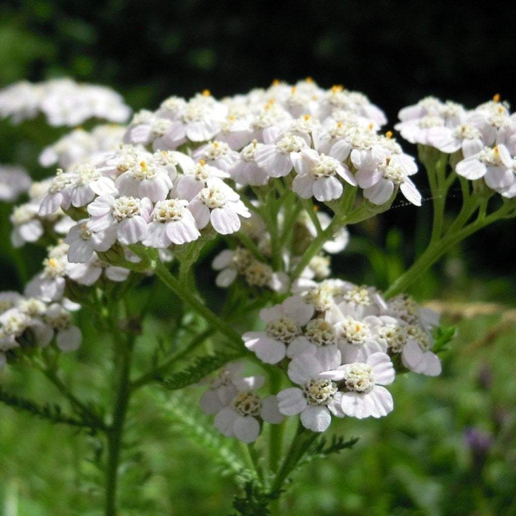 White Yarrow Seeds | Sow True Seed | Open-Pollinated 
