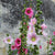 Hollyhock Seed - Outhouse - Sow True Seed