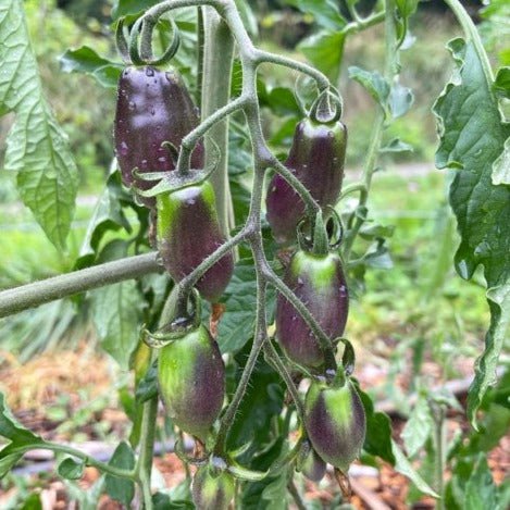 rosada cherry tomato seeds Foxfire Pink Cherry Tomato Seeds | Sow True Seed