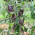 Cherry Tomato Seeds - Foxfire Pink - Sow True Seed