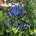 Flower Seeds - Forget-me-not - Sow True Seed