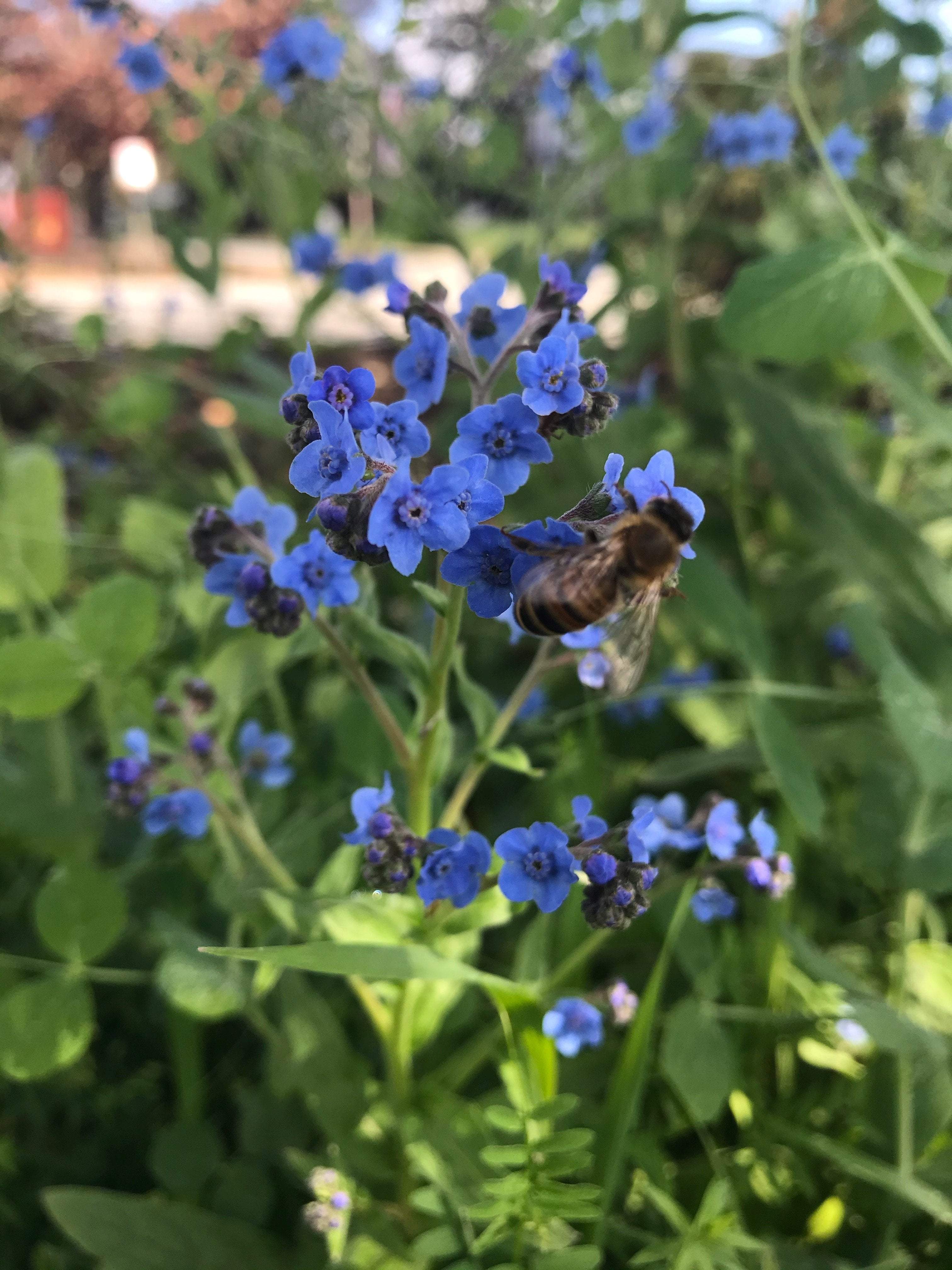 Flower Seeds - Forget-me-not - Sow True Seed