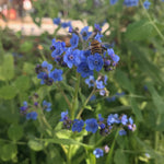 Flower Seeds - Forget-me-not - Sow True Seed