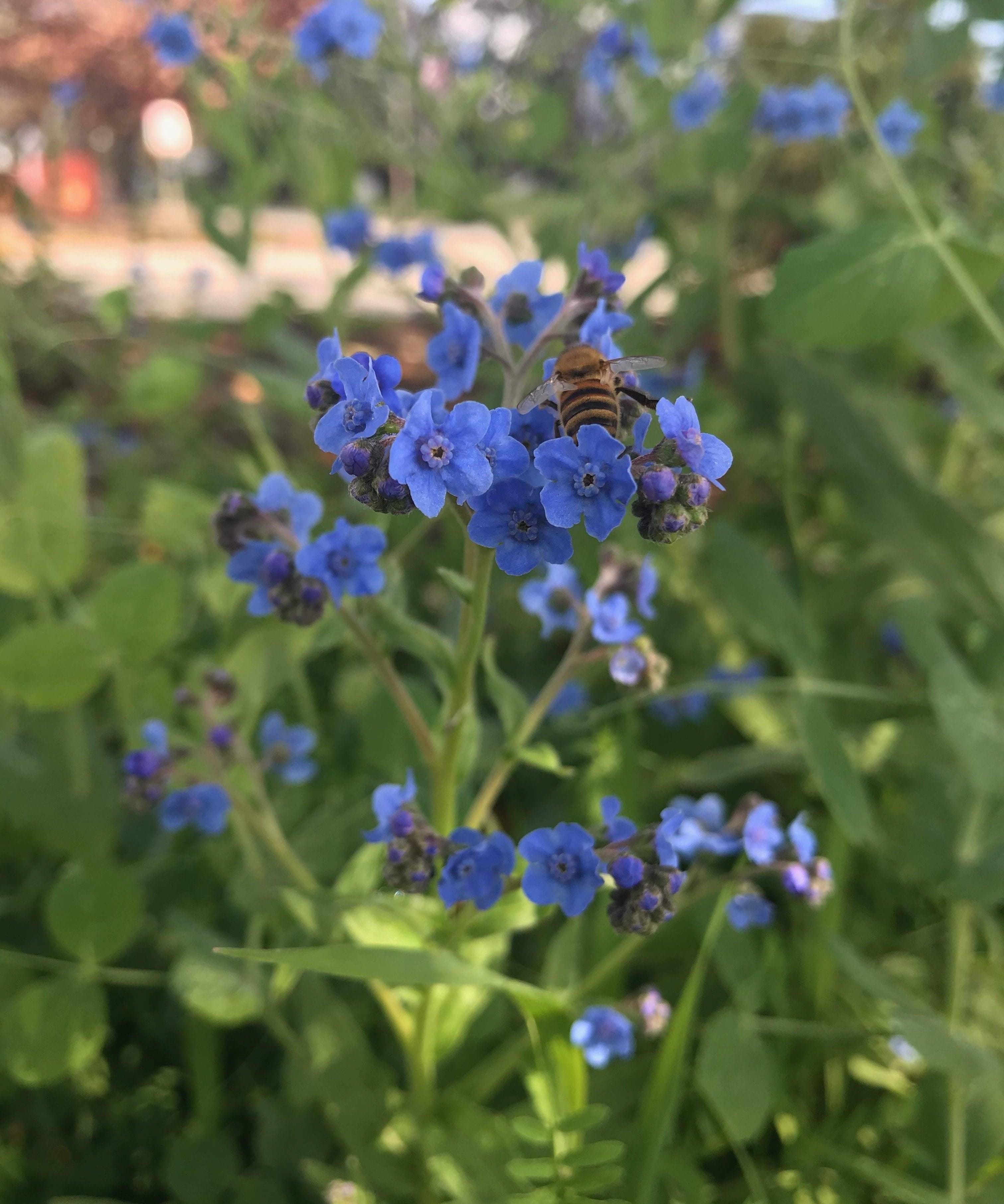 Flower Seeds - Forget-me-not - Sow True Seed