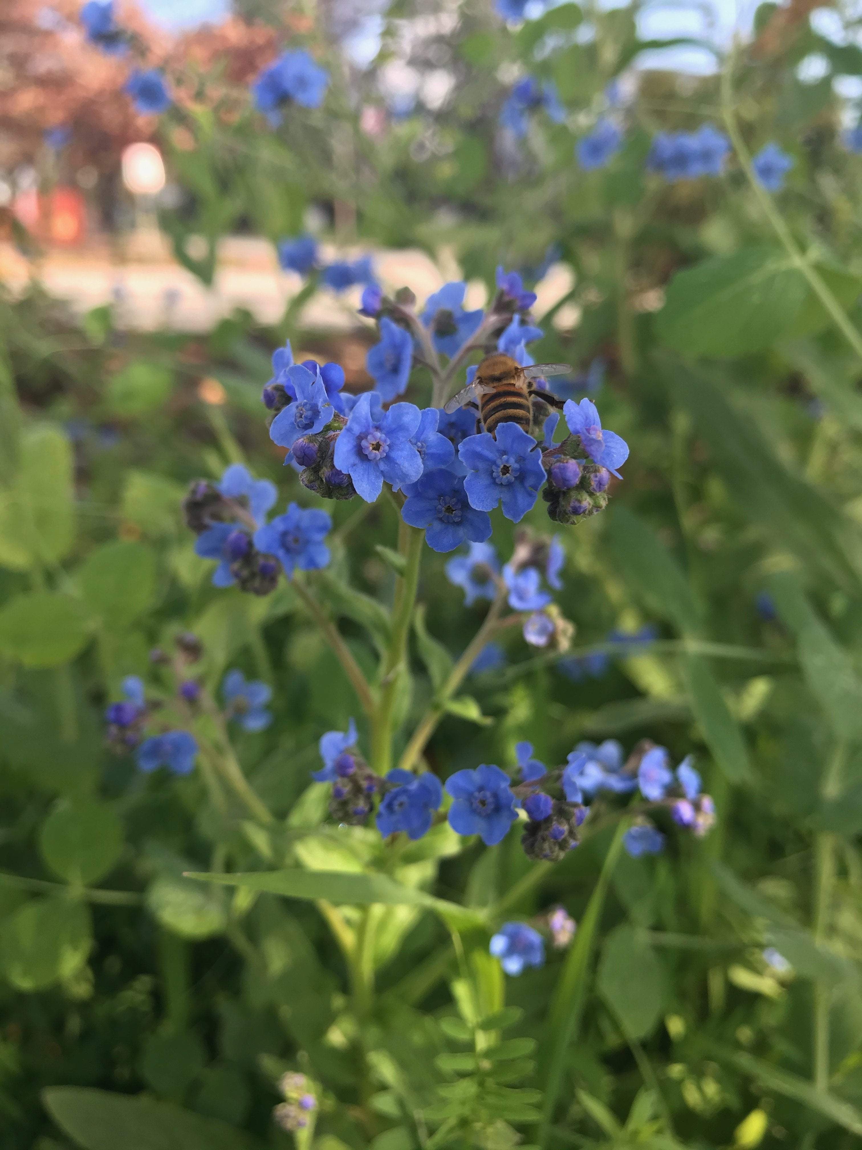 Forget-Me-Not Seeds : Attractive Clusters of Blue Flowers.