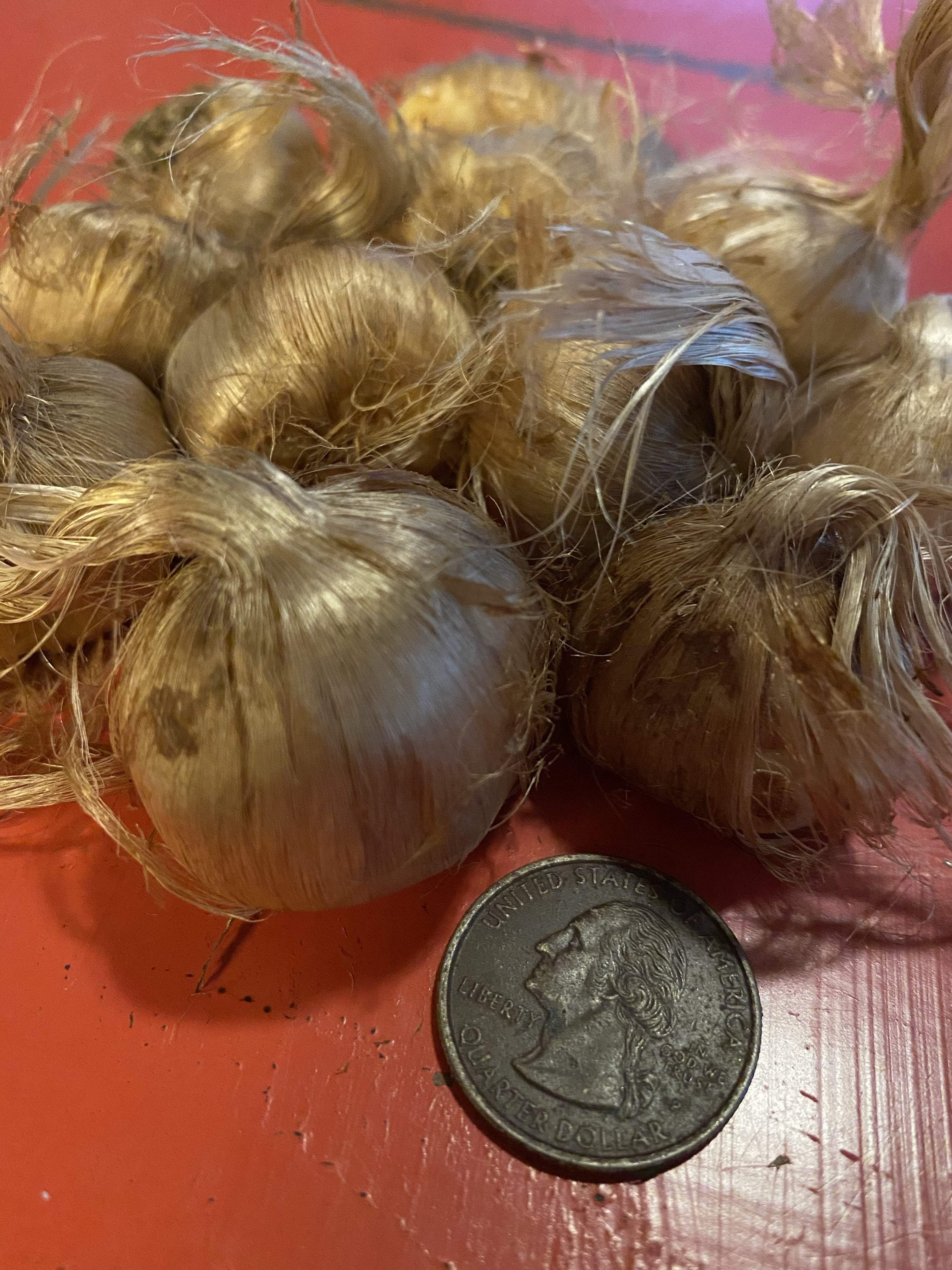 Saffron Crocus Bulbs - Sow True Seed