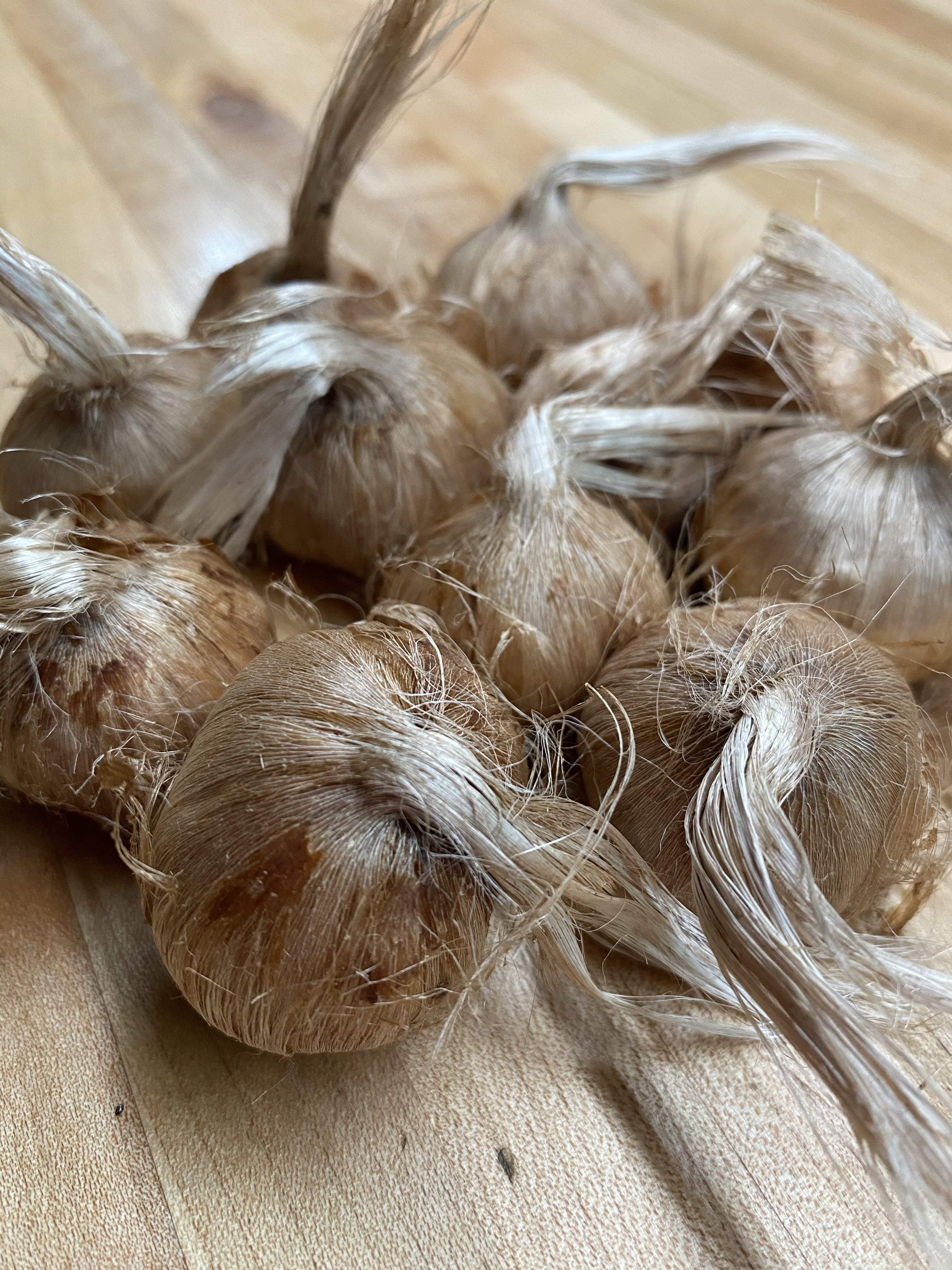 Saffron Crocus Bulbs - Sow True Seed