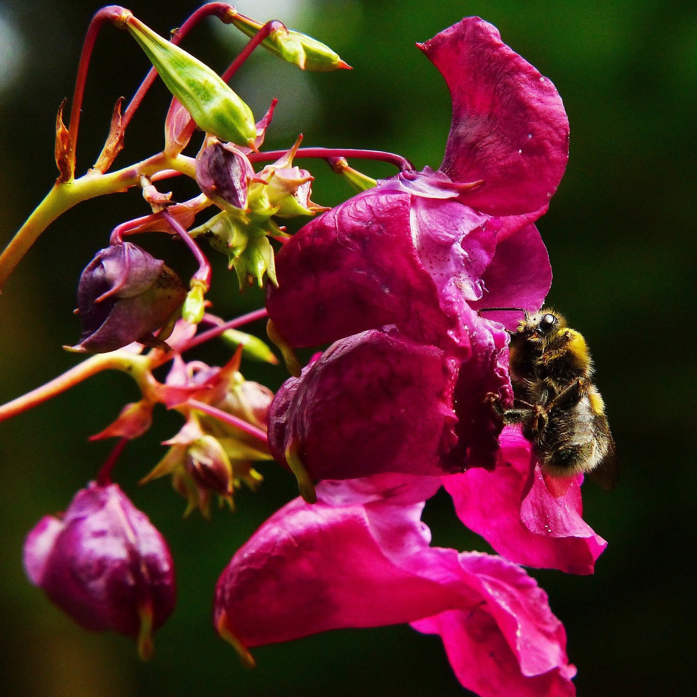 Impatiens Seeds - Tom Thumb Mix - Sow True Seed