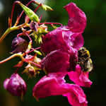 Impatiens Seeds - Tom Thumb Mix - Sow True Seed