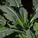 Kale Seeds - Lacinato, ORGANIC - Sow True Seed