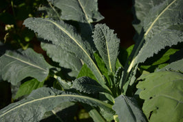 Kale Seeds - Lacinato, ORGANIC | Sow True Seed