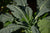 Kale Seeds - Lacinato, ORGANIC - Sow True Seed