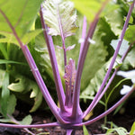 Kohlrabi Seeds - Purple Vienna - Sow True Seed
