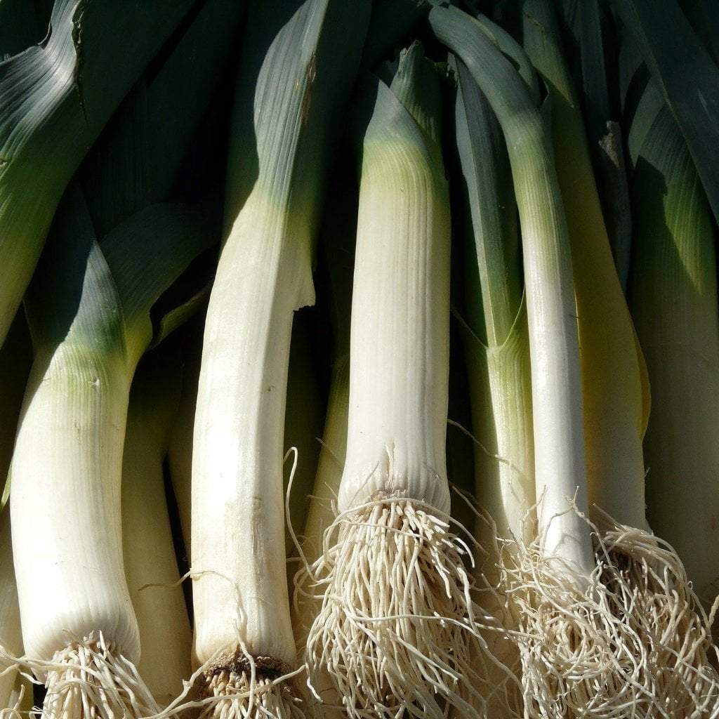 Leek - Giant Musselburg - Sow True Seed