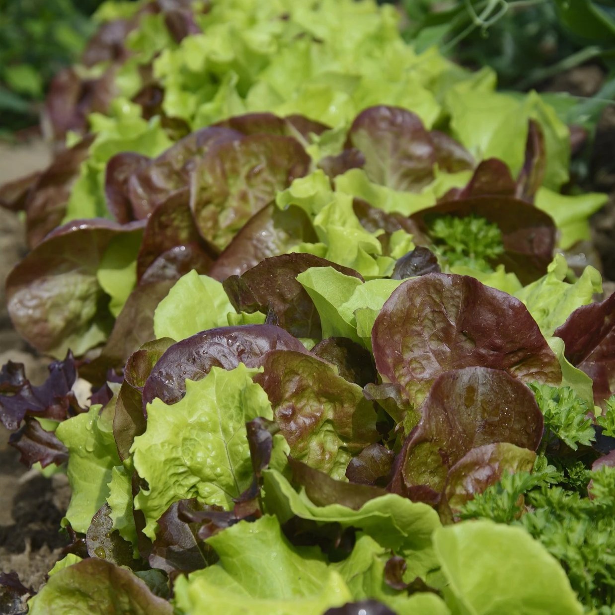 Lettuce Seeds - Lettuce Mix, ORGANIC - Sow True Seed
