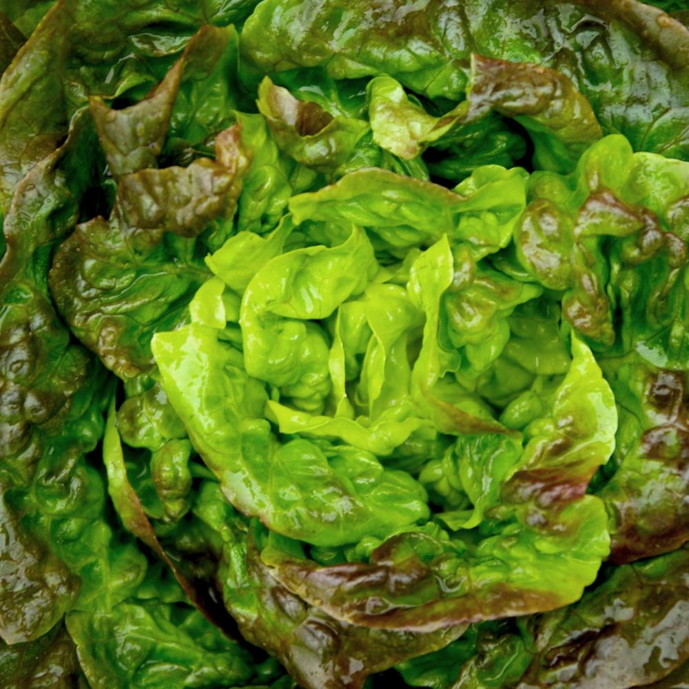 Lettuce Seeds - Merveille 4 Seasons, ORGANIC - Sow True Seed