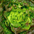 Lettuce Seeds - Merveille 4 Seasons, ORGANIC - Sow True Seed