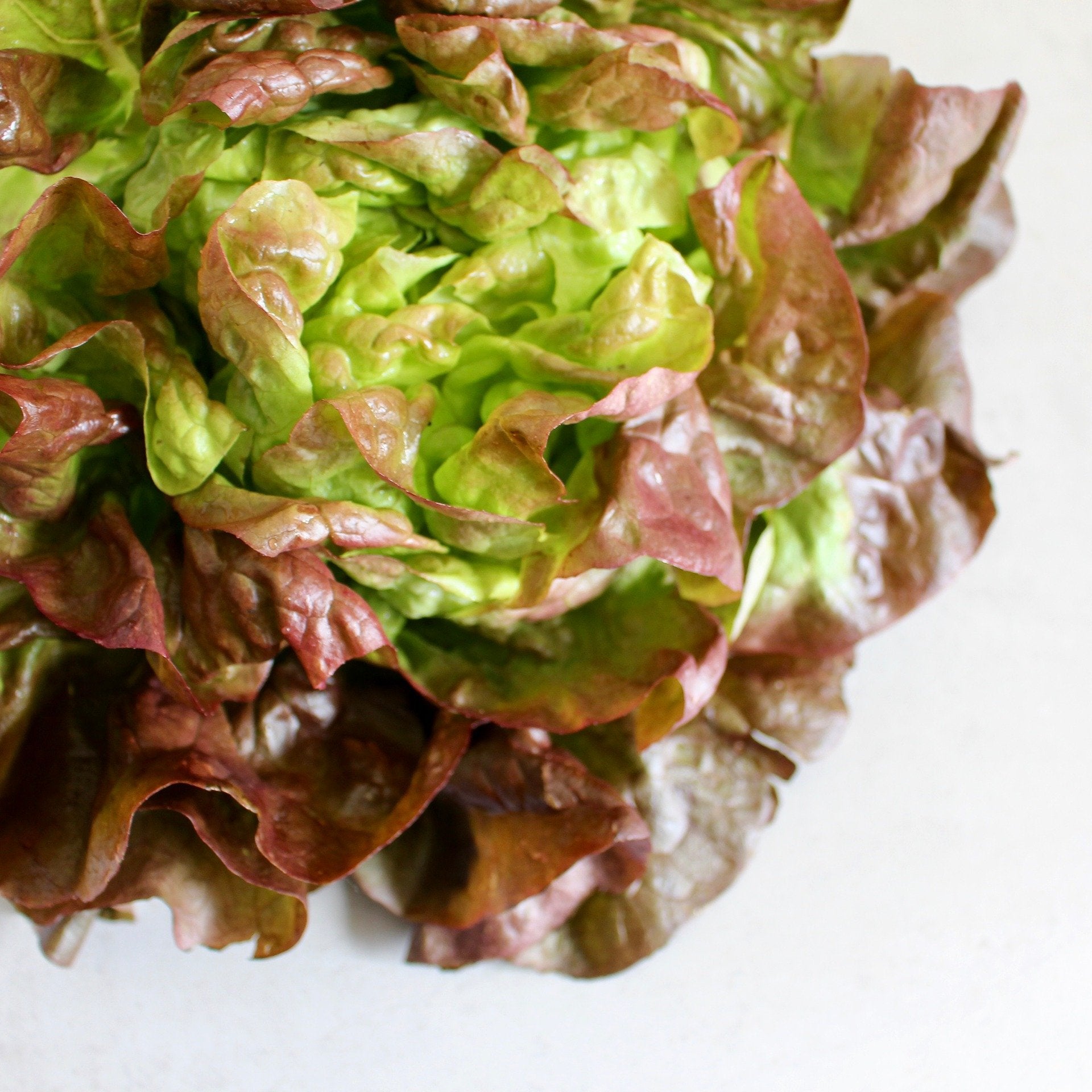 Lettuce Seeds - Merveille 4 Seasons, ORGANIC - Sow True Seed