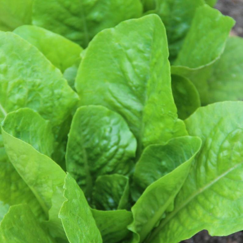 Lettuce Seeds - Parris Island Romaine, Organic - Sow True Seed