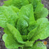 Lettuce Seeds - Parris Island Romaine, Organic
