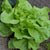 Lettuce Seeds - Arianna, ORGANIC - Sow True Seed
