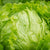 Lettuce Seeds - Iceberg - Sow True Seed