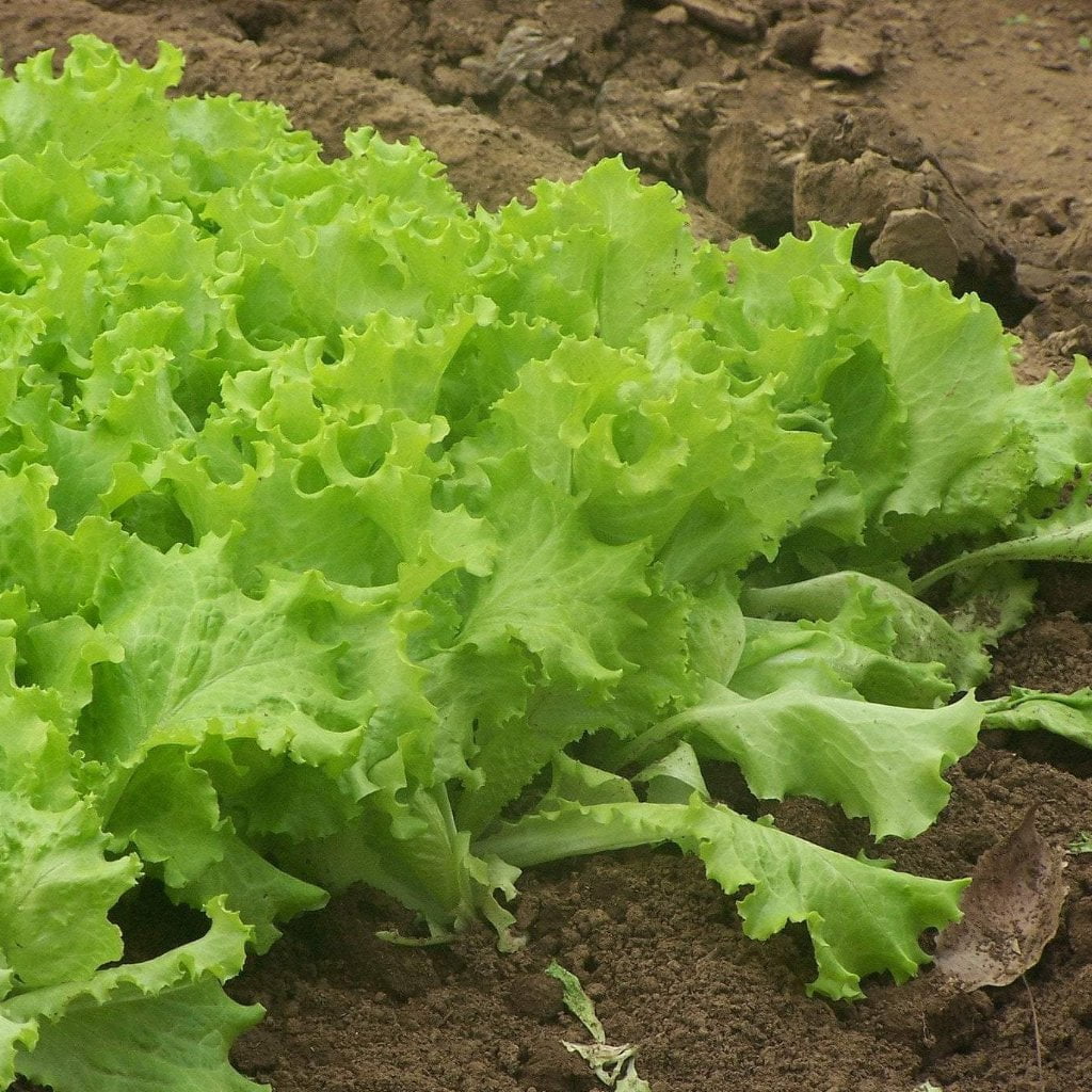 Lettuce Seeds Black Seeded Simpson, ORGANIC Sow True Seed