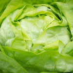 Lettuce Seeds - Buttercrunch, ORGANIC - Sow True Seed