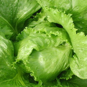 iceberg lettuce plant