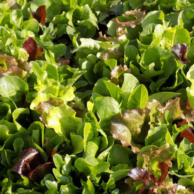 Lettuce Seeds - Lettuce Mix, ORGANIC