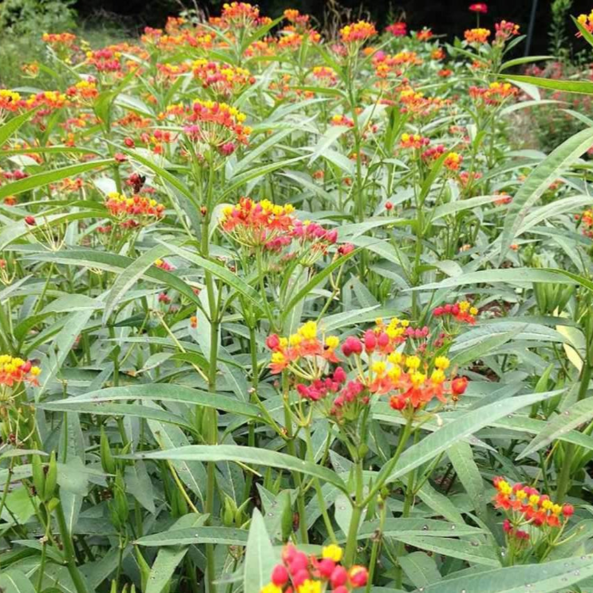 Milkweed Seeds - Bloodflower - Sow True Seed