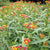 Milkweed Seeds - Bloodflower - Sow True Seed