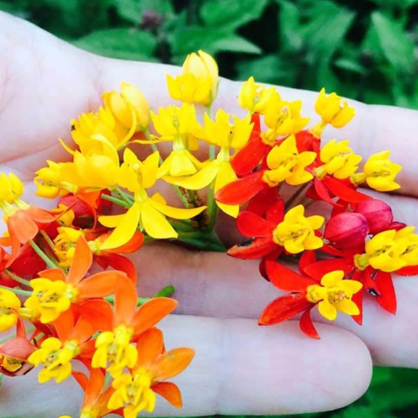 Milkweed Seeds - Bloodflower - Sow True Seed