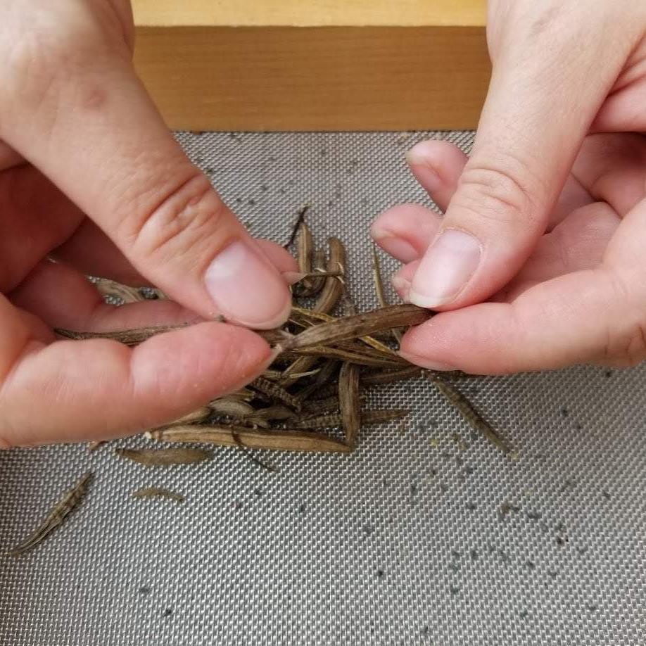 Molokhia Seeds - ORGANIC - Sow True Seed