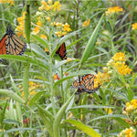 Milkweed Seeds - Bloodflower - Sow True Seed