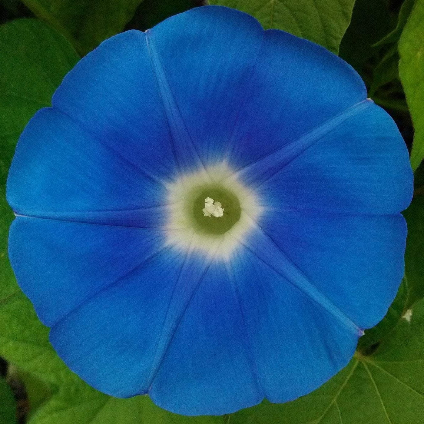 morning glory seed tincture Morning Glory seed - Heavenly Blue - HEIRLOOM