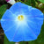 Morning Glory Seeds - Heavenly Blue - Sow True Seed