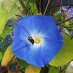 Morning Glory Seeds - Heavenly Blue - Sow True Seed