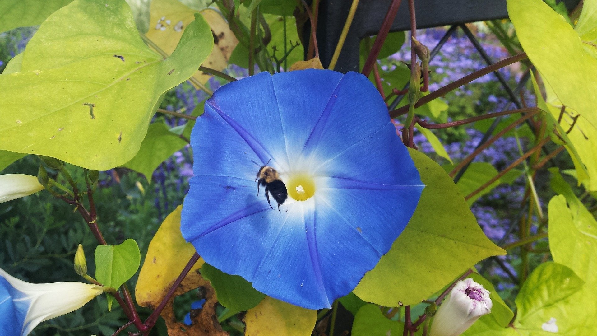 Morning Glory Seeds - Heavenly Blue - Sow True Seed