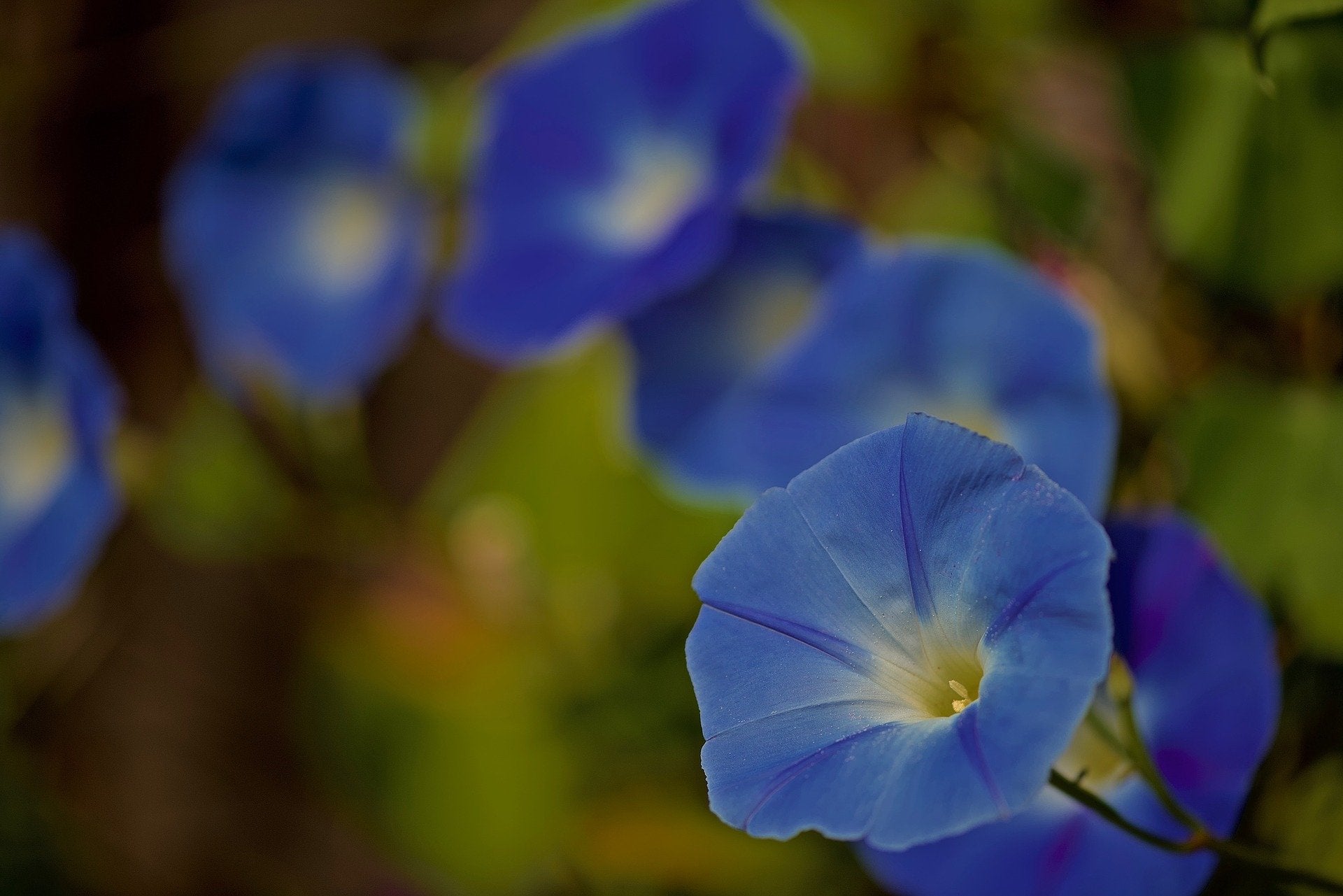 Morning Glory Seeds - Heavenly Blue - Sow True Seed