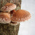 Mushroom Log Starter Kit - Sow True Seed