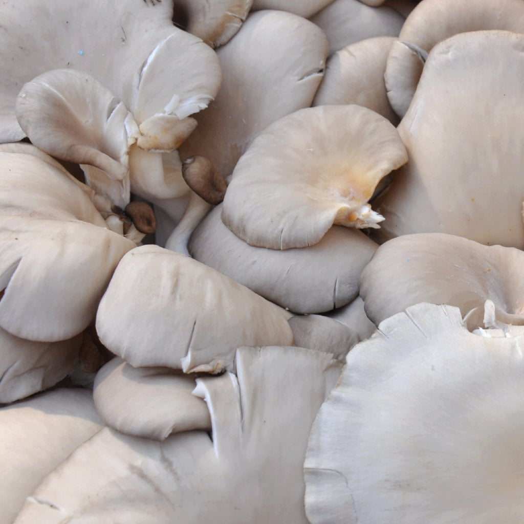 White Oyster Mushroom Plugs - Sow True Seed