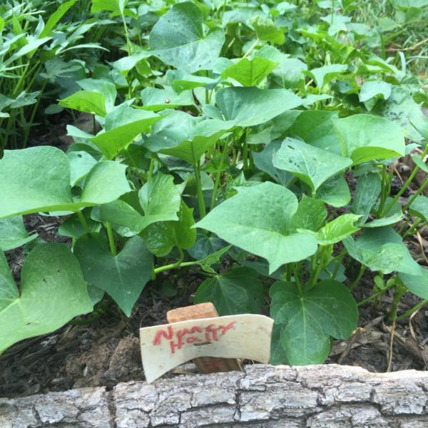 Sweet Potato - Nancy Hall - Sow True Seed