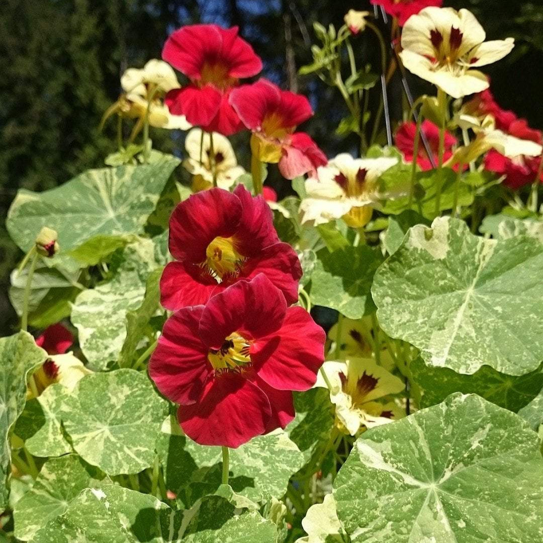 Nasturtium Seeds - Alaska Mix - Sow True Seed