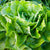 Lettuce Seeds - Kagraner Sommer - Sow True Seed
