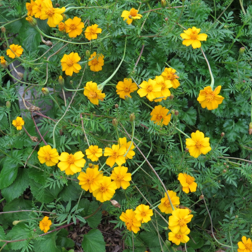 Marigold Seeds - Nematocidal - Sow True Seed